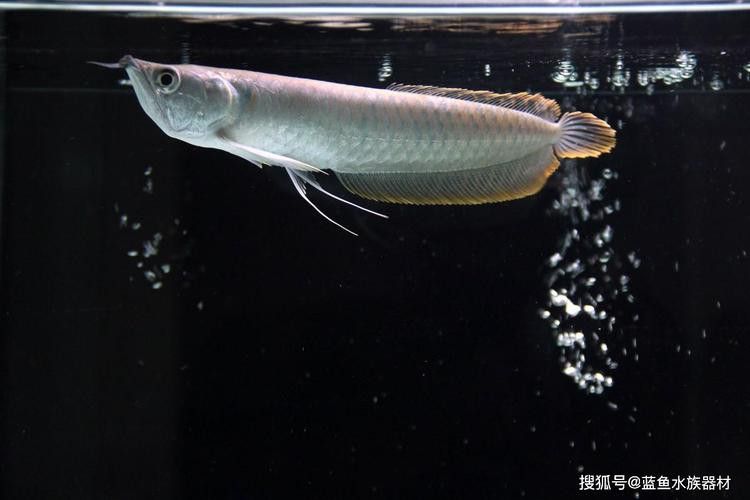 白色金龍魚的樣子圖片大全