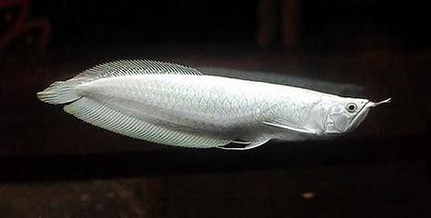 白色金龍魚的樣子圖片大全