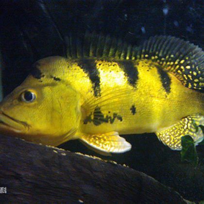 金老虎巴西亞的詳細介紹和歷史故事