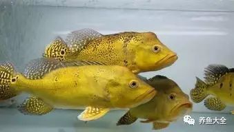 金老虎巴西亞的詳細介紹和歷史故事