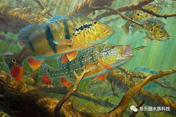 金老虎巴西亞的詳細(xì)介紹和歷史故事 龍魚百科 第9張 金老虎巴西亞的詳細(xì)介紹和歷史故事 金老虎巴西亞的詳細(xì)介紹和歷史故事 龍魚百科 第9張