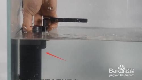 大型金龍魚（金龍魚是一種大型淡水魚，其體長可達80厘米，體長達80厘米）