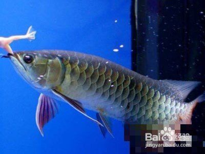 恐龍魚互動性高嗎為什么不吃食