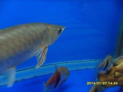 龍魚之家魚缸造景圖片高清