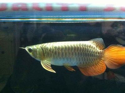 龍魚(yú)適合家里養(yǎng)嗎？：龍魚(yú)是非常適合在家里養(yǎng)的，龍魚(yú)適合家里養(yǎng)嗎？ 龍魚(yú)適合家里養(yǎng)嗎？：龍魚(yú)是非常適合在家里養(yǎng)的，龍魚(yú)適合家里養(yǎng)嗎？ 龍魚(yú)百科 第3張