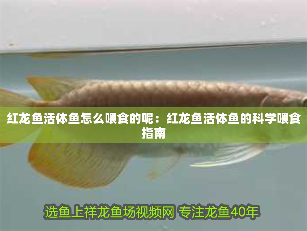 紅龍魚活體魚怎么喂食的呢：紅龍魚活體魚的科學喂食指南