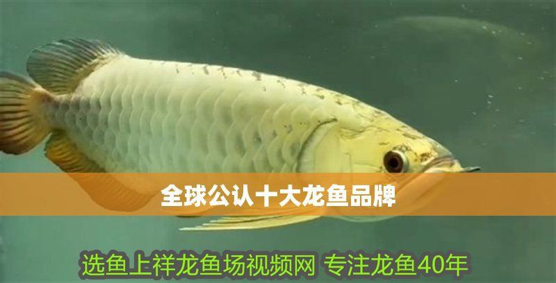 龍魚品牌十大排名及品牌介紹