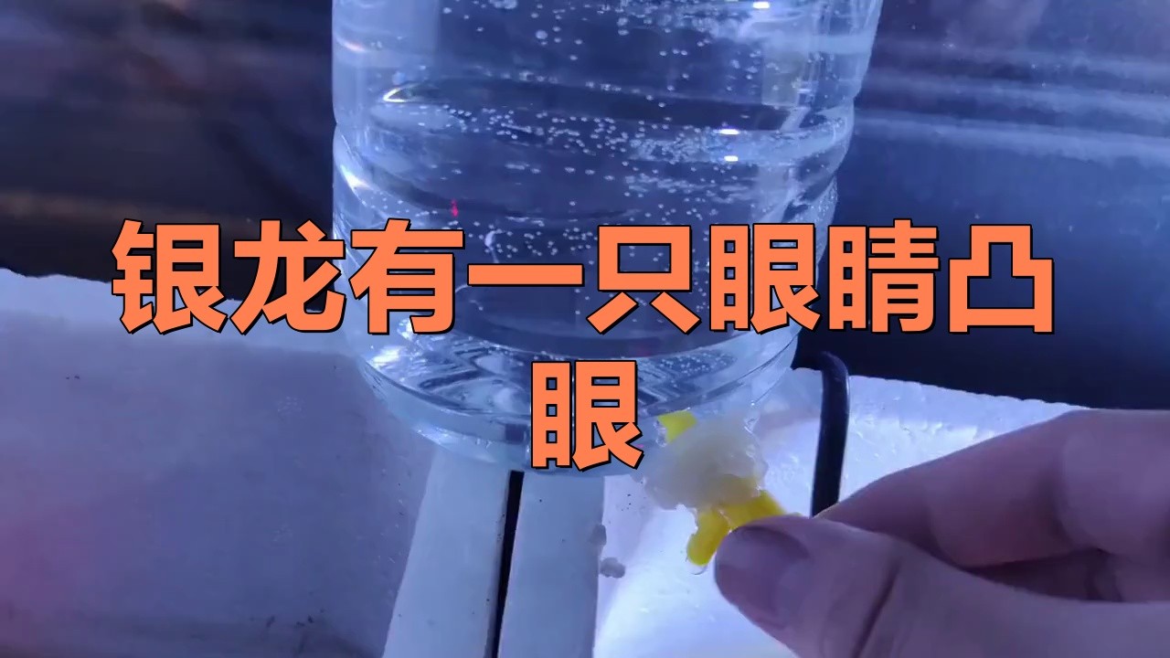 龍魚眼睛凸出如何預防？ 龍魚眼睛凸出如何預防？ 龍魚百科 第10張