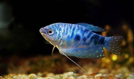 觀賞魚藍龍魚好養嗎知乎：藍龍魚好養嗎知乎