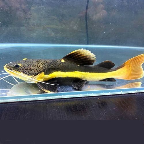 龍魚和貓共養有哪些風險