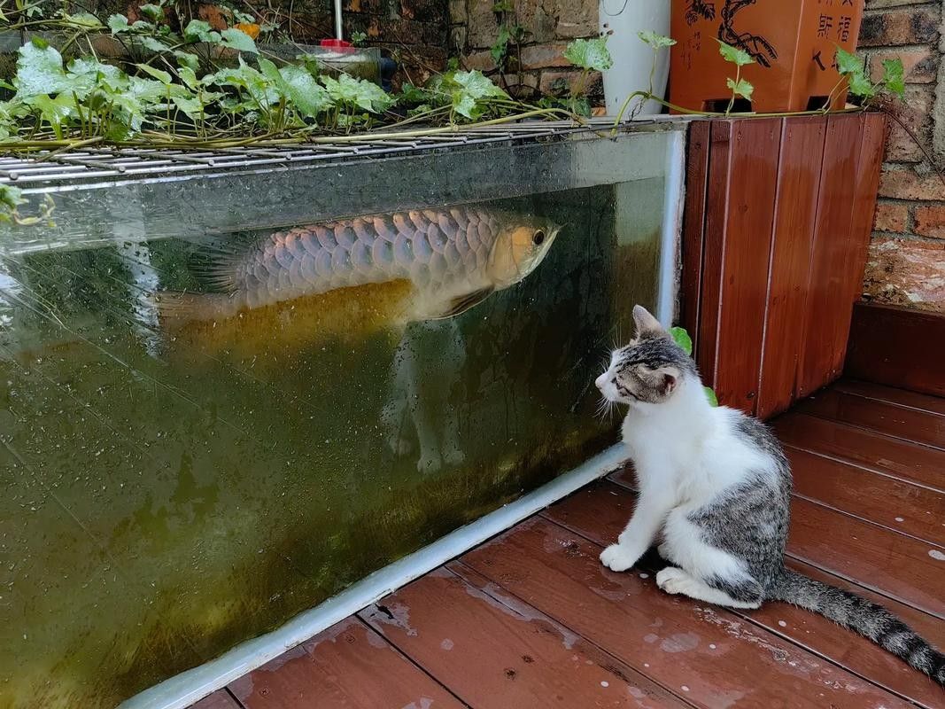 龍魚和貓共養有哪些風險