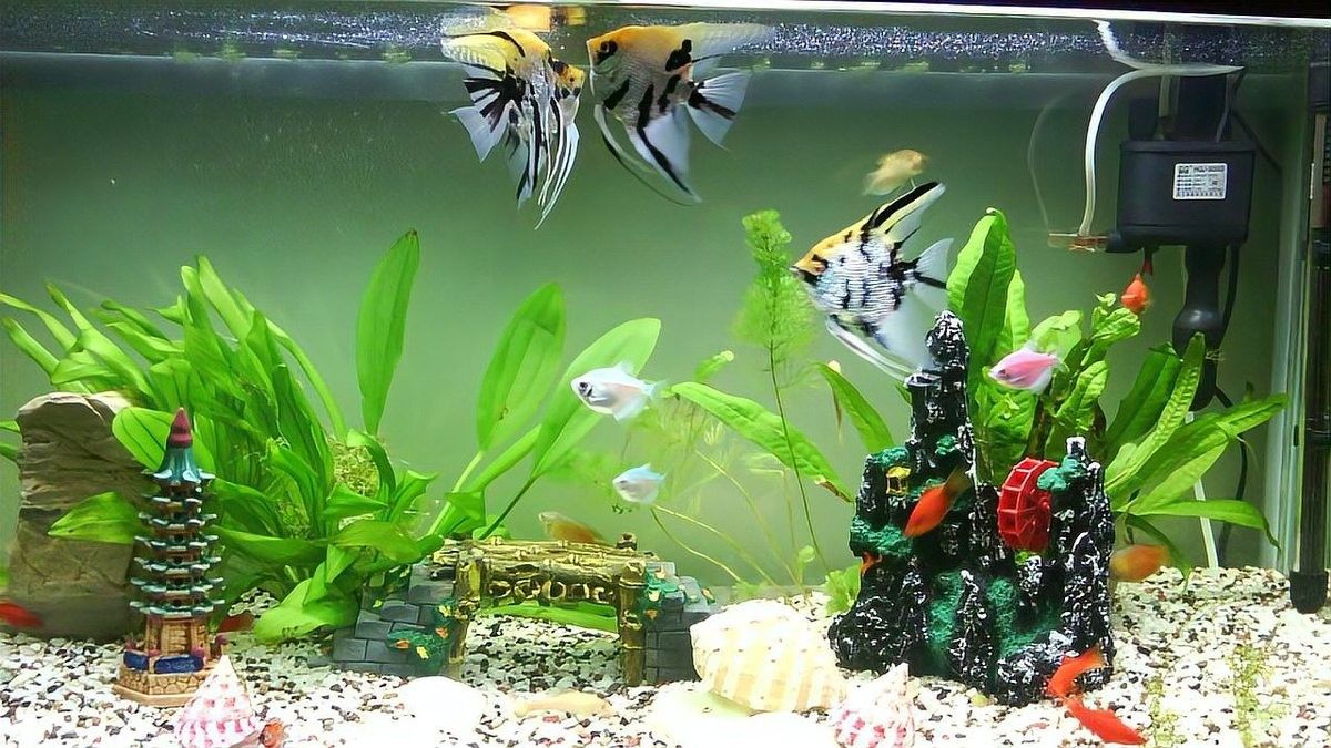 龍魚和貓共養有哪些風險