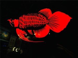 紅龍魚缸背景黑色怎么回事：紅龍魚缸背景采用黑色主要有以下幾個原因