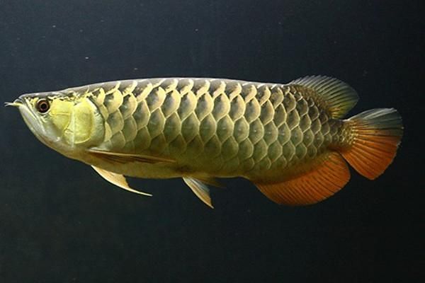 40公分的紅龍魚怎么喂食（40公分的紅龍魚吃什么餌料） 40公分的紅龍魚怎么喂食（40公分的紅龍魚吃什么餌料） 龍魚百科 第3張