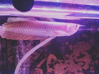 龍魚細菌感染可以恢復嗎（龍魚細菌性感染可以恢復嗎）