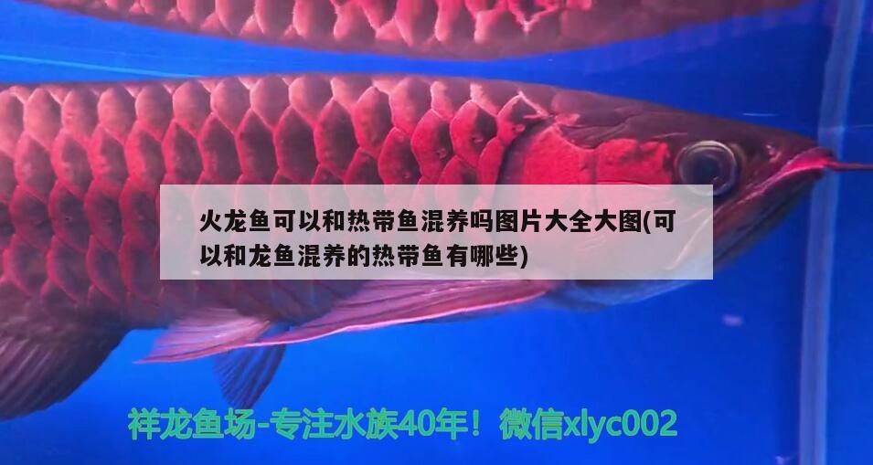 火龍魚可以和熱帶魚混養嗎圖片大全大圖(可以和龍魚混養的熱帶魚有哪些)