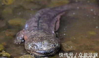 小龍魚的喂食頻率需要根據(jù)生長階段來決定它們的生長階段來決定：小龍魚的喂食頻率和食物選擇 小龍魚的喂食頻率需要根據(jù)生長階段來決定它們的生長階段來決定：小龍魚的喂食頻率和食物選擇 龍魚百科