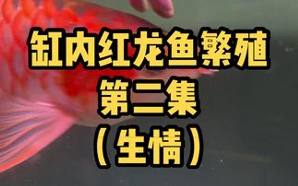 哪里可以找到紅龍魚繁殖的視頻？