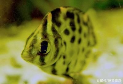 銀古魚苗活餌選擇標準：銀古魚苗專用活餌品牌推薦