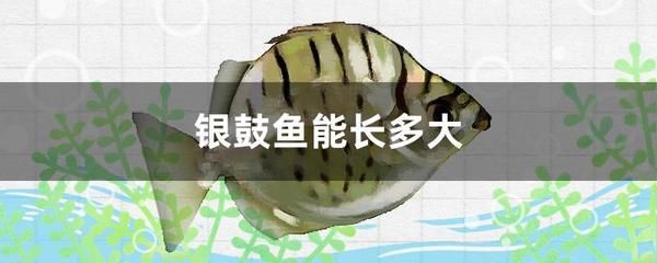 銀古魚苗活餌選擇標準：銀古魚苗專用活餌品牌推薦