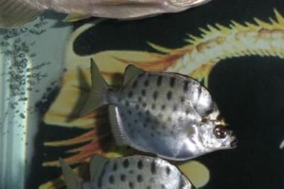 銀古魚苗活餌選擇標準：銀古魚苗專用活餌品牌推薦