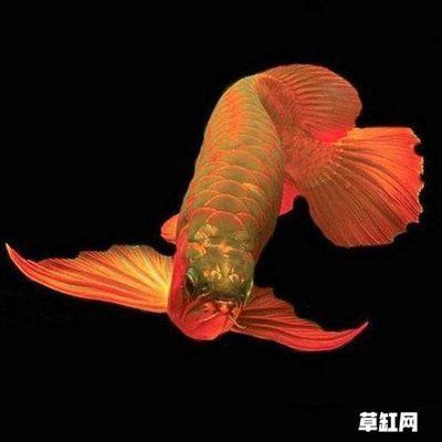 為什么叫龍魚(yú)和龍魚(yú)：為什么龍魚(yú)被稱為“龍魚(yú)”？ 為什么叫龍魚(yú)和龍魚(yú)：為什么龍魚(yú)被稱為“龍魚(yú)”？ 龍魚(yú)百科 第3張