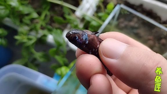 龍魚腸炎的表現(xiàn)：如何鑒別龍魚腸炎與其他疾病 龍魚腸炎的表現(xiàn)：如何鑒別龍魚腸炎與其他疾病 龍魚百科 第3張