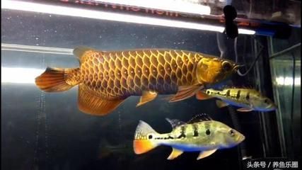 龍魚能不能喂白條（龍魚可以喂食白條魚嗎？）
