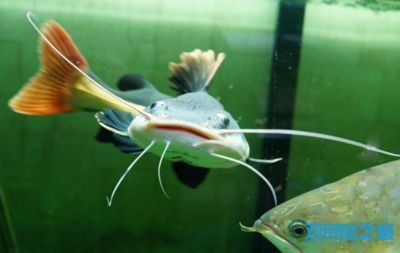 龍魚寬身與長身的選擇(寬身龍魚和長身龍魚各有優劣) 龍魚百科 第1張 龍魚寬身與長身的選擇(寬身龍魚和長身龍魚各有優劣) 龍魚寬身與長身的選擇(寬身龍魚和長身龍魚各有優劣) 龍魚百科 第1張