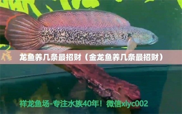 金龍魚養(yǎng)幾條最招財(cái)（養(yǎng)3條金龍魚最招財(cái)，除了數(shù)量選擇）
