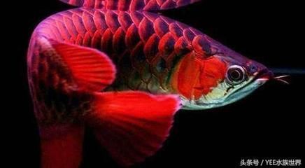 龍魚吃多了趴缸怎么辦（龍魚吃多了趴缸的原因）