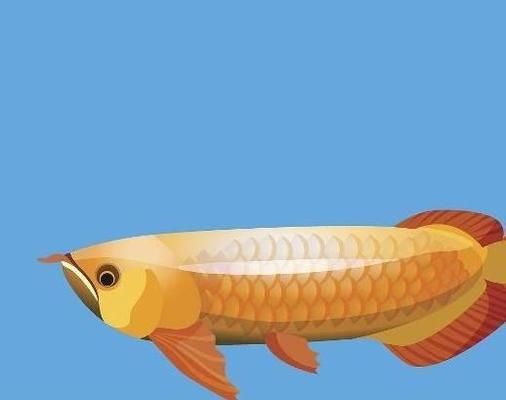 金龍魚爆鱗（金龍魚爆鱗可能由多種因素引起金龍魚爆鱗的預防措施）