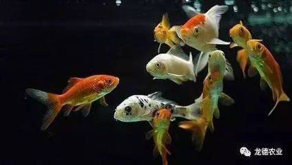 龍魚幾天開口一般（龍魚到家后開口進食的時間）