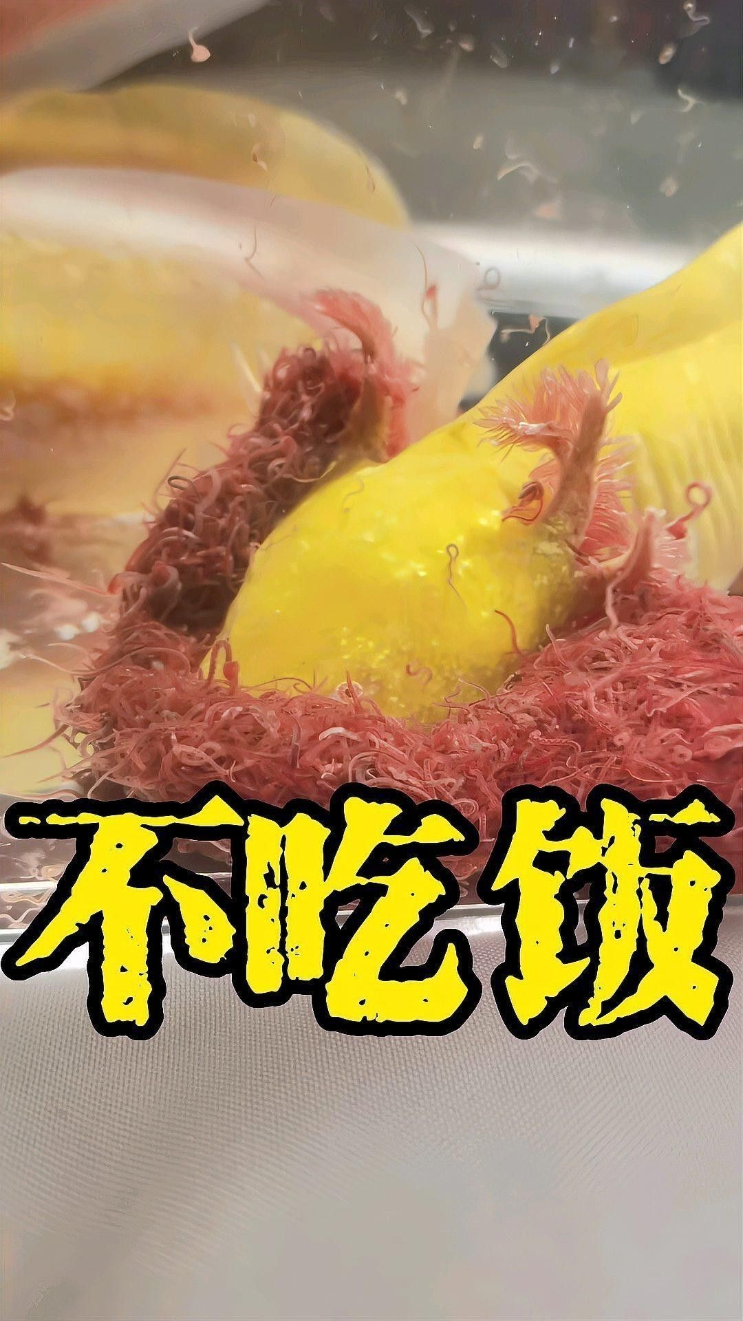 恐龍魚不吃東西怎么辦呢視頻