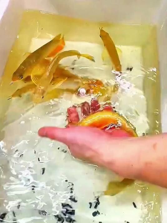 紅龍魚圖片哪里找？