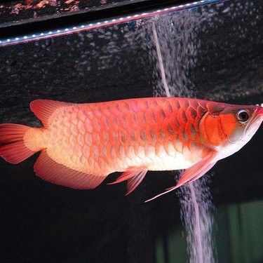 紅龍魚圖片哪里找？