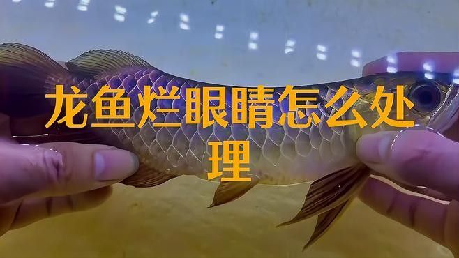 龍魚眼睛爛了一個窟窿怎么治