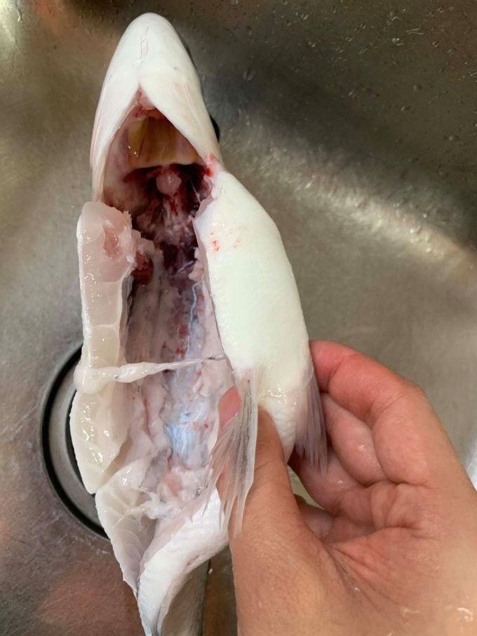 金龍魚貴的多少錢一斤