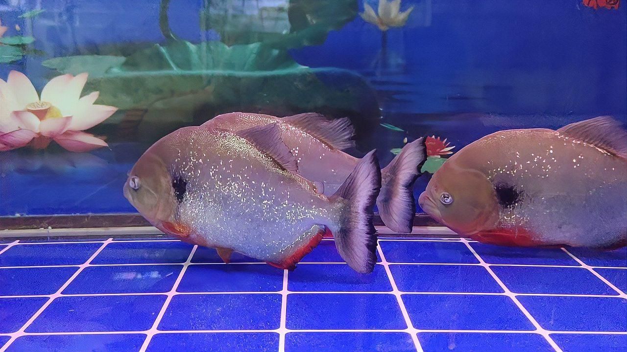 如何判斷魚蒙眼的類型？