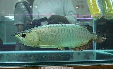 金龍魚銀龍魚的區別在哪（如何區分金龍魚和銀龍魚）