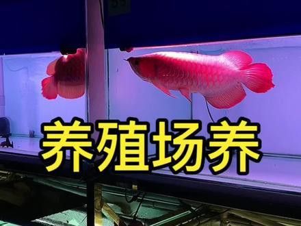 最小的紅龍魚苗多少錢一條圖片視頻教程
