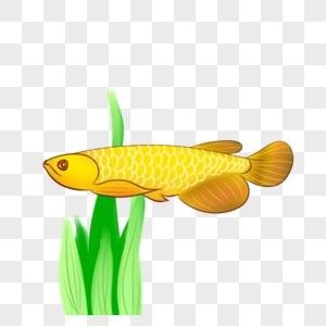 龍魚背景圖片大全高清壁紙 龍魚背景圖片大全高清壁紙 龍魚百科 第27張