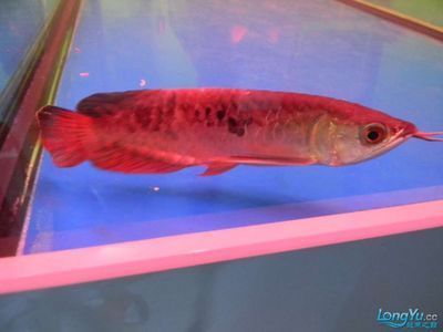 龍魚水霉菌怎么治療？：龍魚水霉病是一種常見的疾病，主要由水霉菌感染引起 龍魚水霉菌怎么治療？：龍魚水霉病是一種常見的疾病，主要由水霉菌感染引起 龍魚百科 第3張