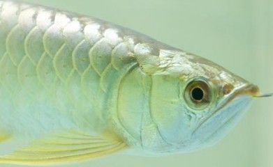 龍魚水霉菌怎么治療？：龍魚水霉病是一種常見的疾病，主要由水霉菌感染引起 龍魚水霉菌怎么治療？：龍魚水霉病是一種常見的疾病，主要由水霉菌感染引起 龍魚百科 第2張