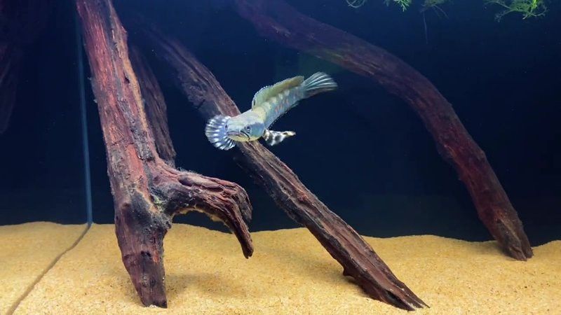 彩虹雷龍發(fā)色后顏色會(huì)變化嗎？