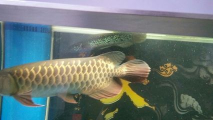 龍魚中毒怎么治療好：龍魚中毒怎么辦