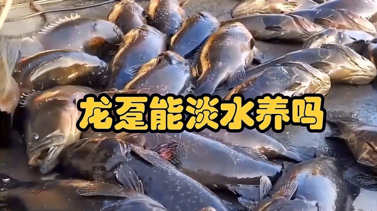 龍躉能淡水養嗎