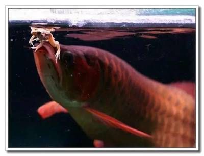 龍魚靠什么捕食的：龍魚是一種著名的熱帶觀賞魚，它們擁有獨特的捕食技巧和食物偏好