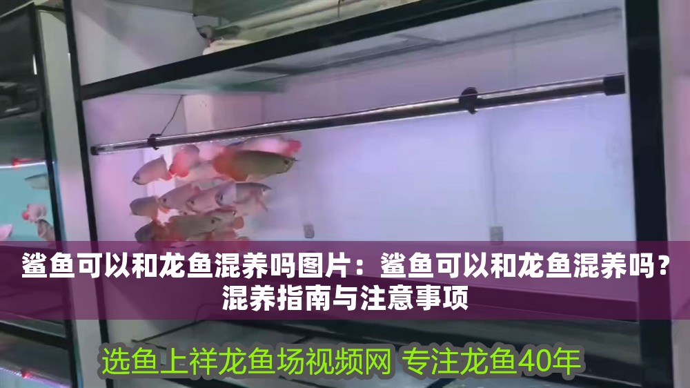 鯊魚可以和龍魚混養嗎圖片：鯊魚可以和龍魚混養嗎？混養指南與注意事項