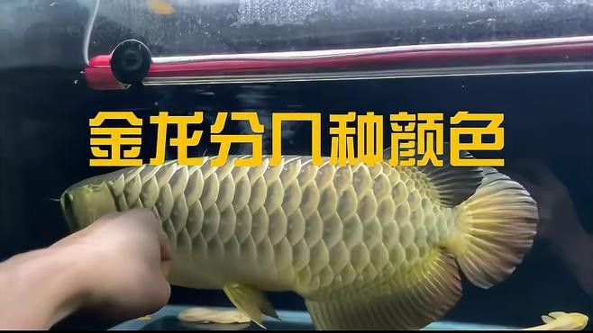 金龍魚中哪種底色最稀有？